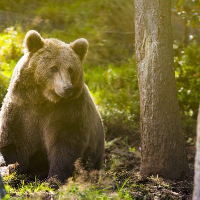 Large adult brown bear in the forest